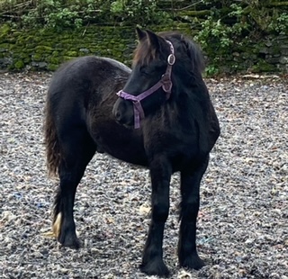 black fell pony foal