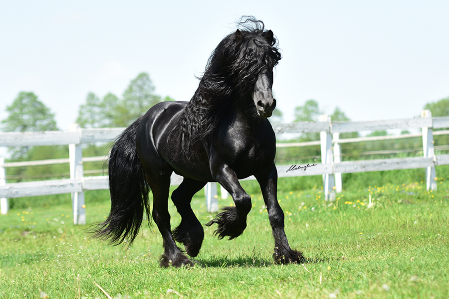 black pony trotting in a field