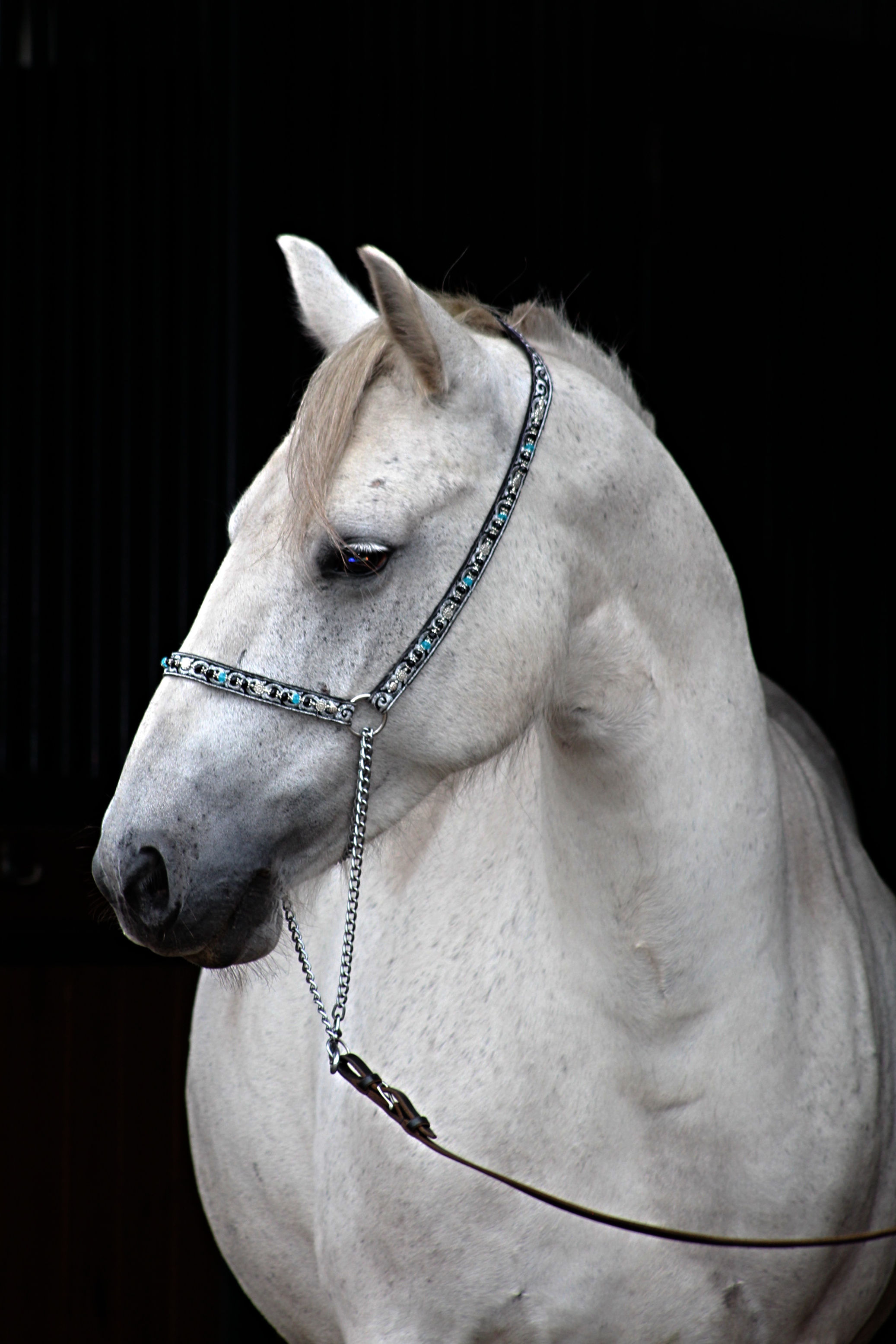 grey pony against a black background