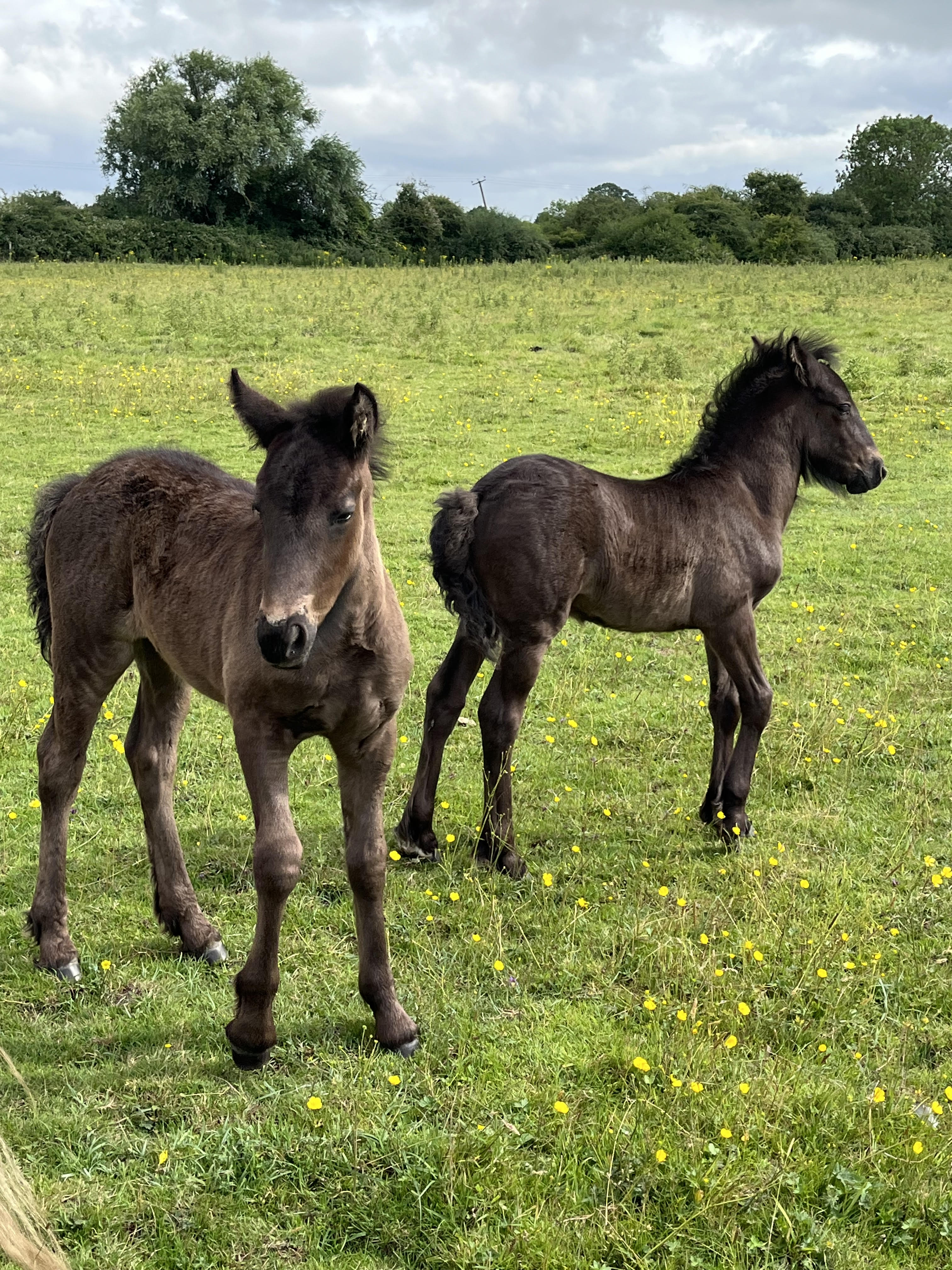 two foals in a field
