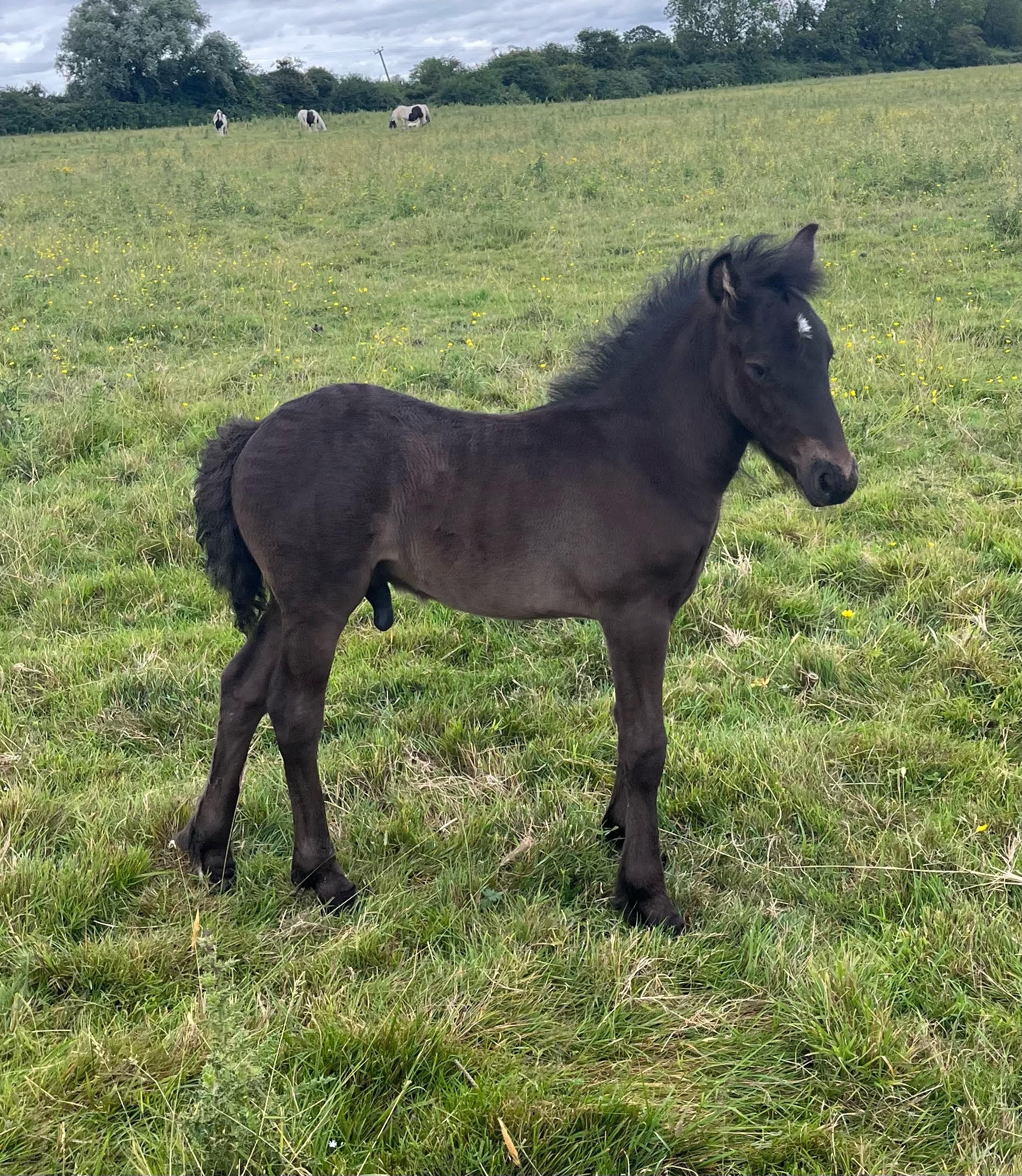 black foal in a field