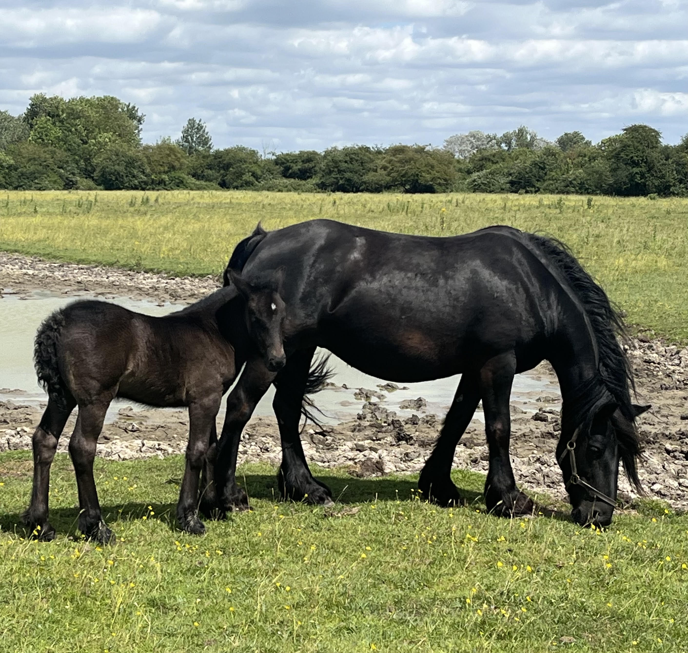 black mare with a black foal in a field