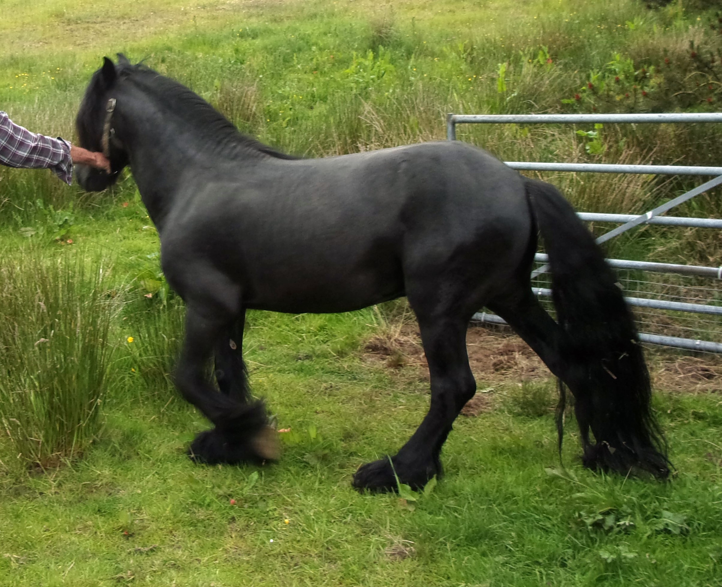 black pony walking through a farm gateway