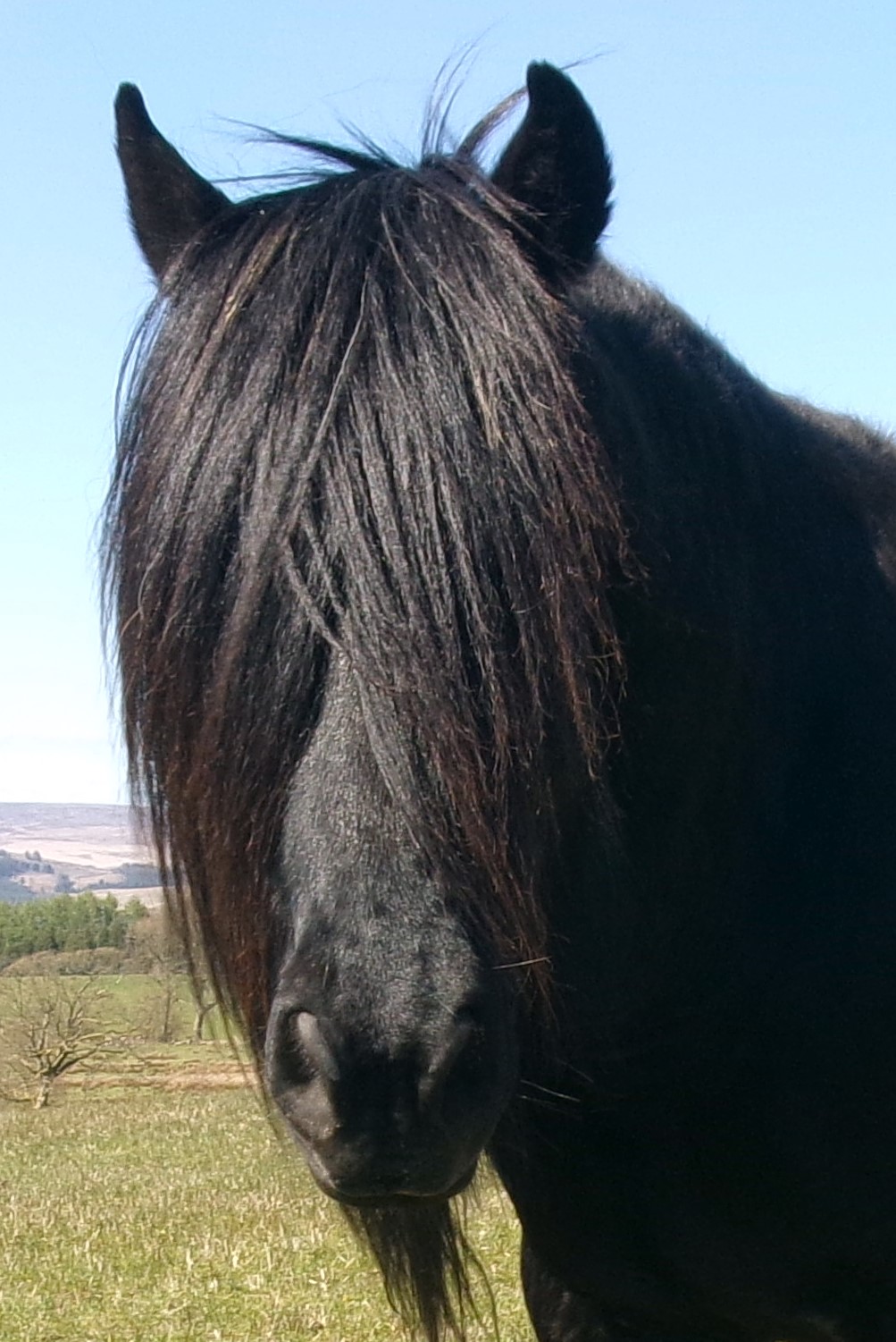 black pony, head closeup