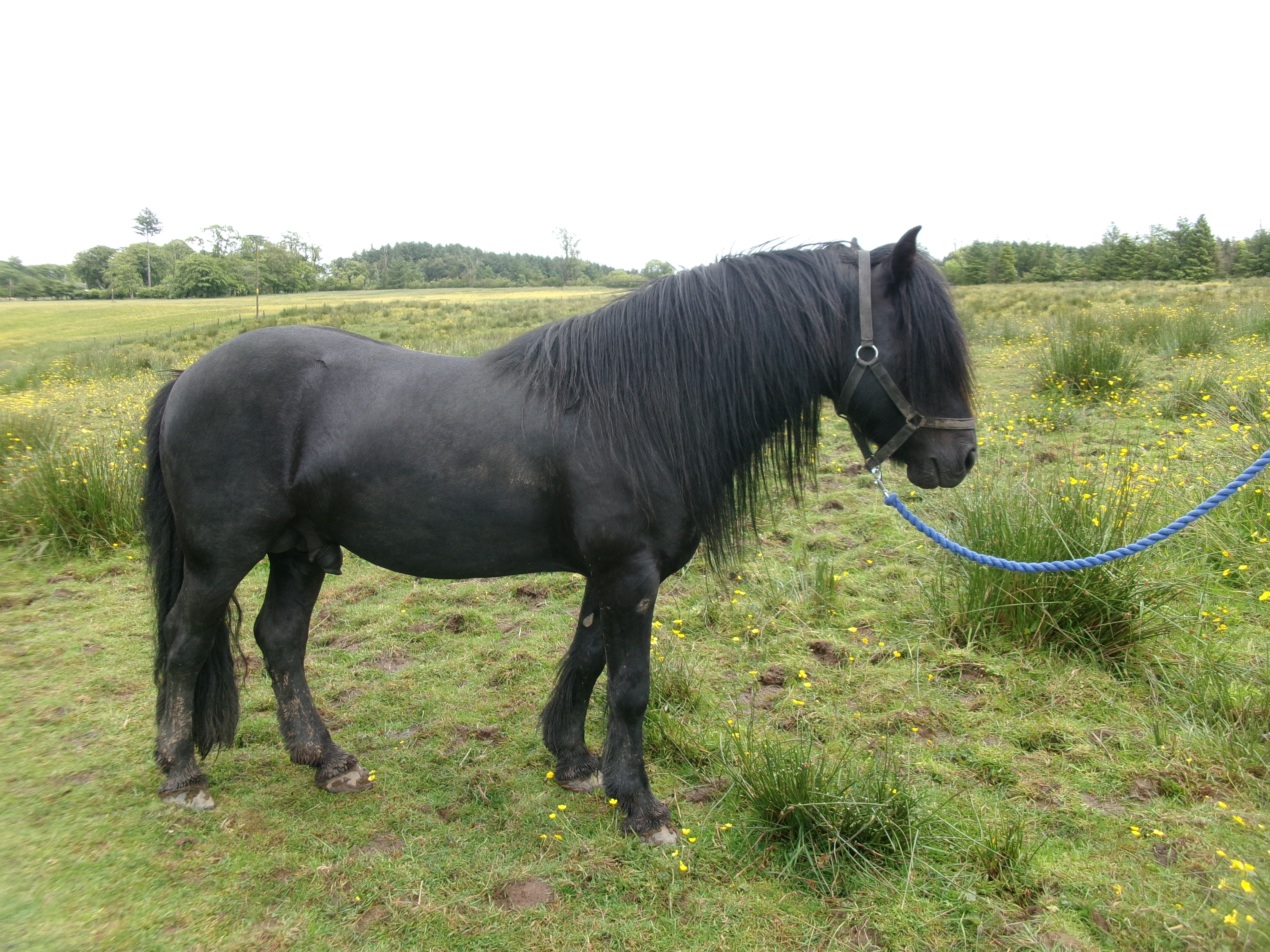black pony standing in a field