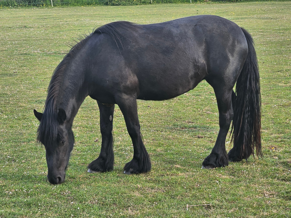 black pony side view facing left, grazing in a field
