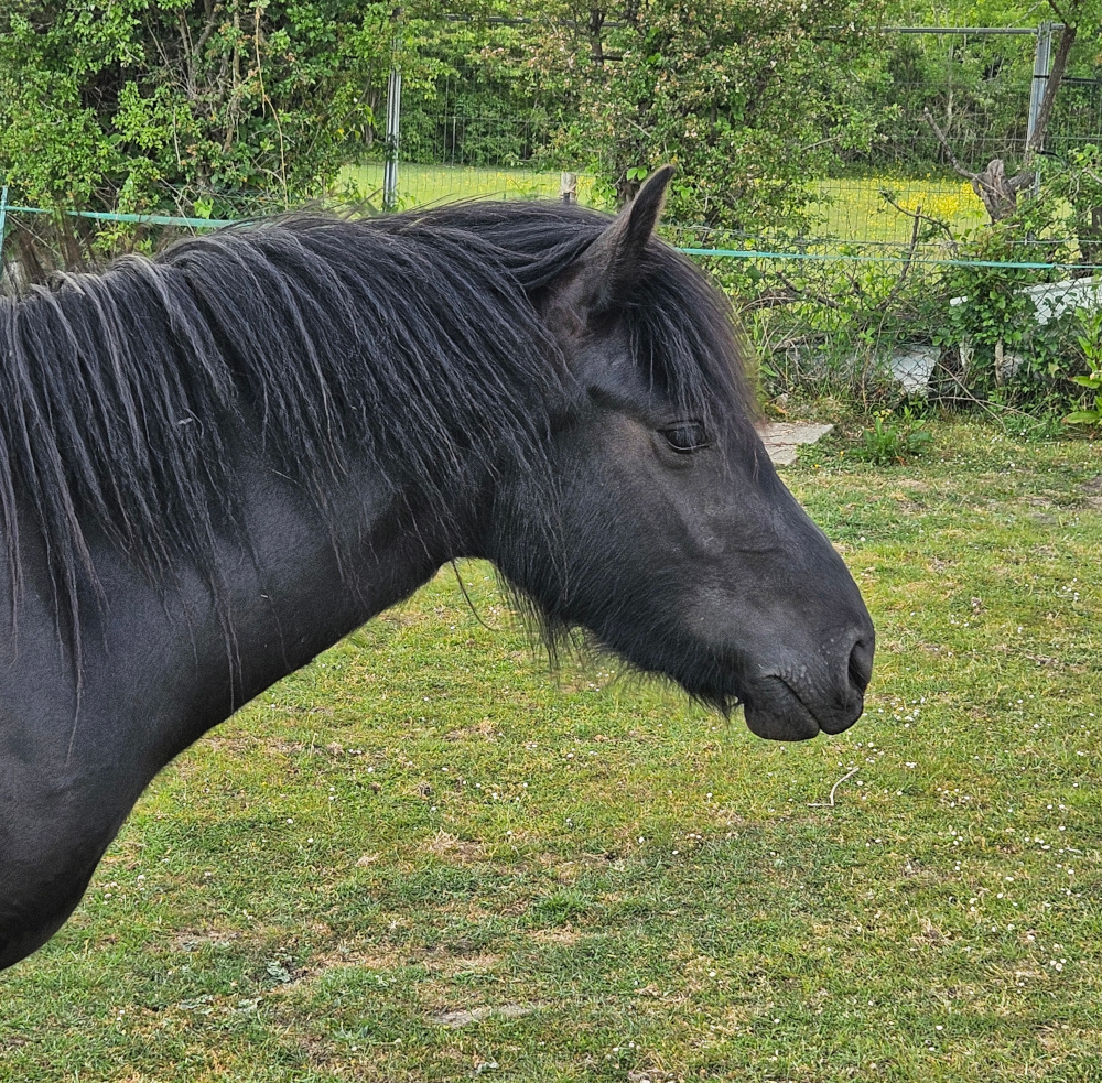 head and shoulders side view of a black pony