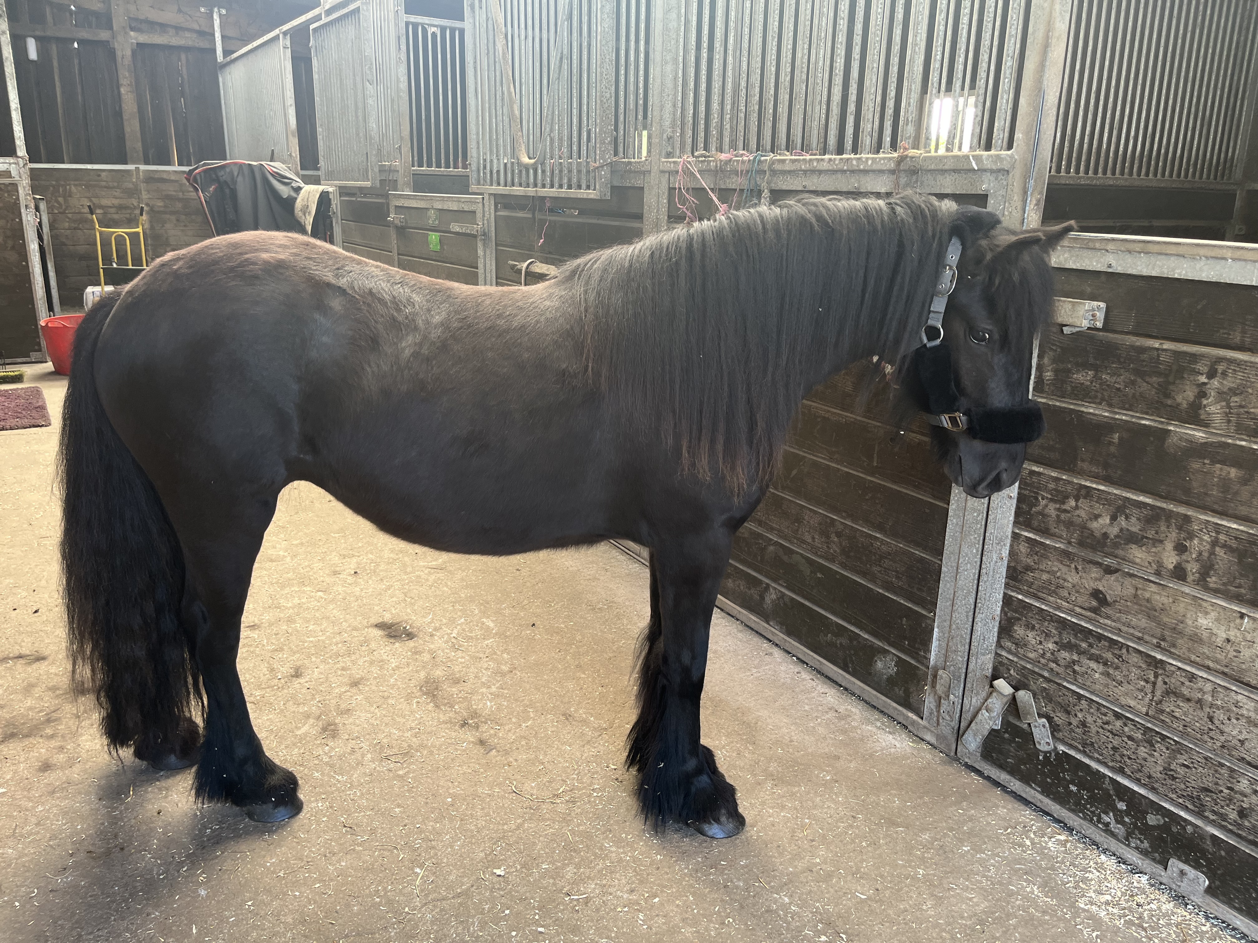 black fell pony filly for sale black pony side view facing right