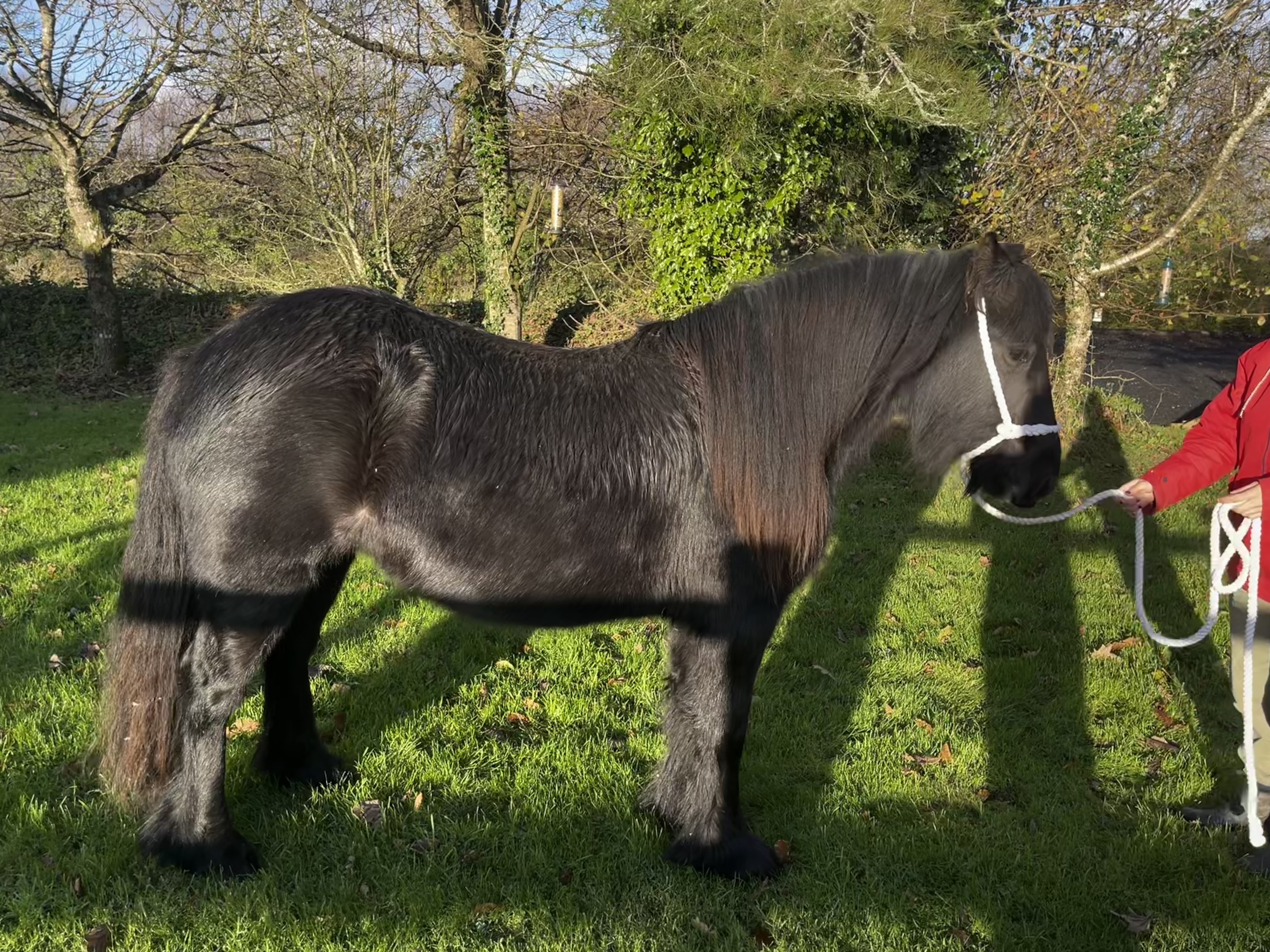black pony side view with handler