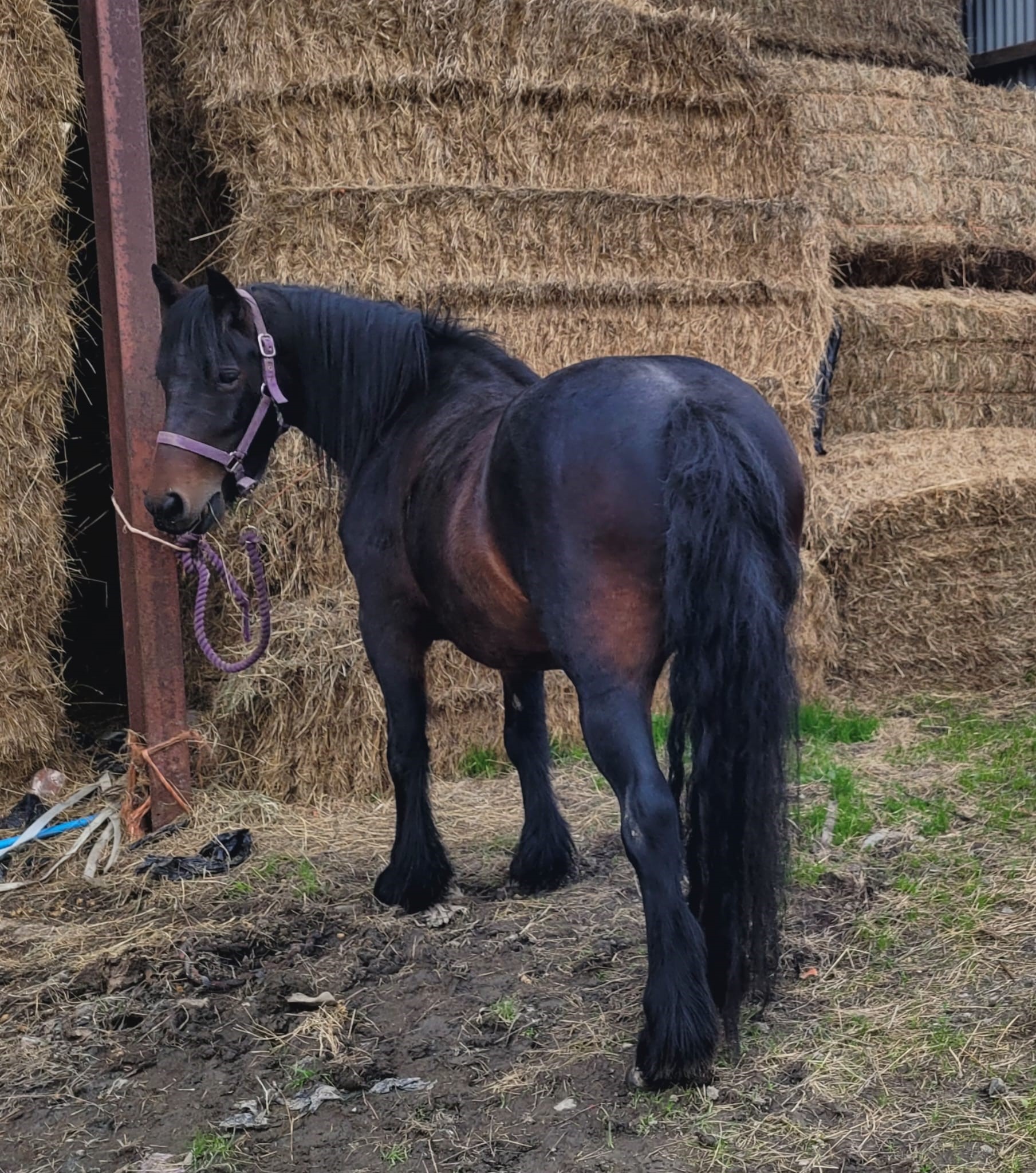 bay fell pony mare for adoption brown pony rear view; she is looking at camera over her shoulder