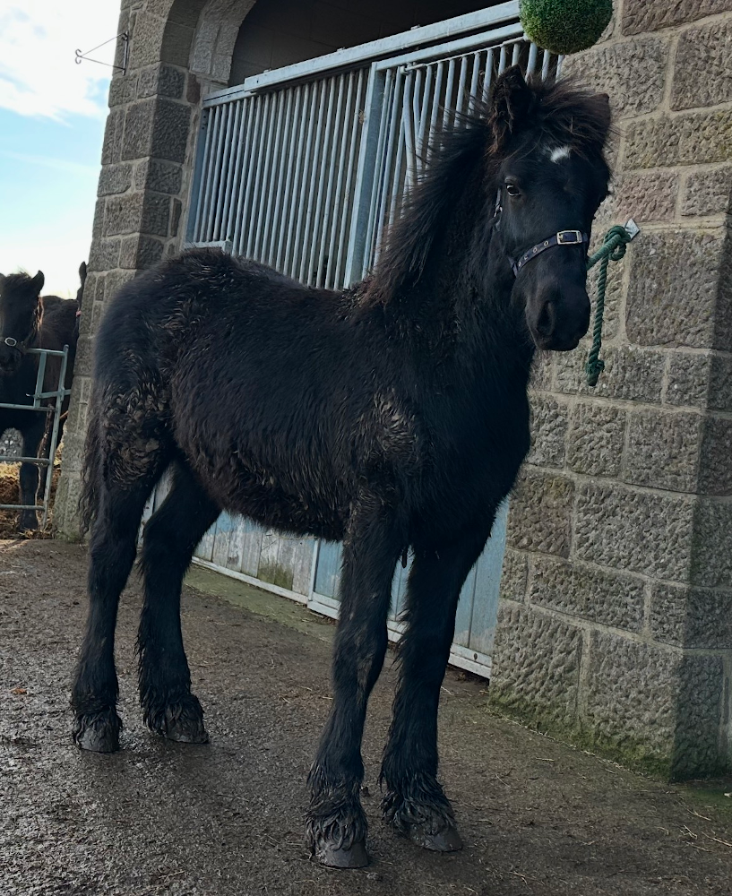 black fell pony foal standing outside a farm building