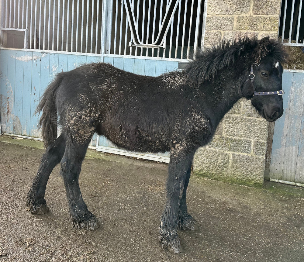 black foal standing outrside a metal door of a farm building