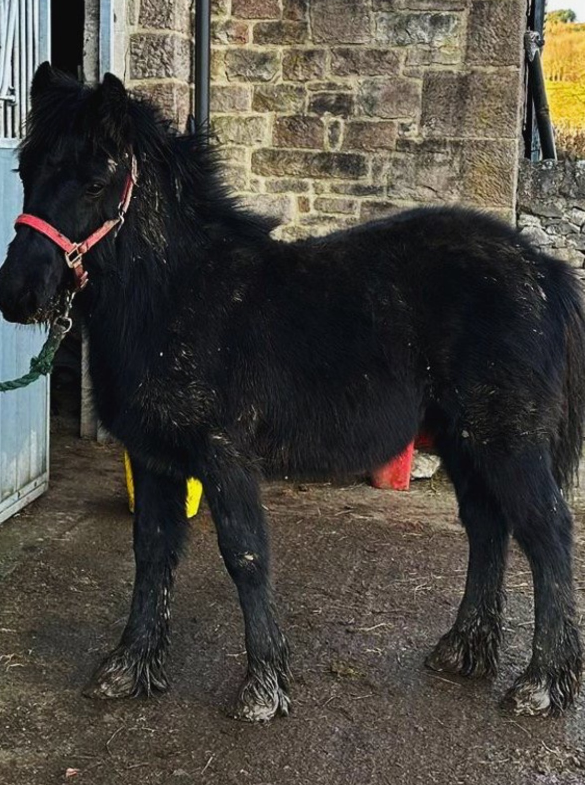 black foal outside a stone stable