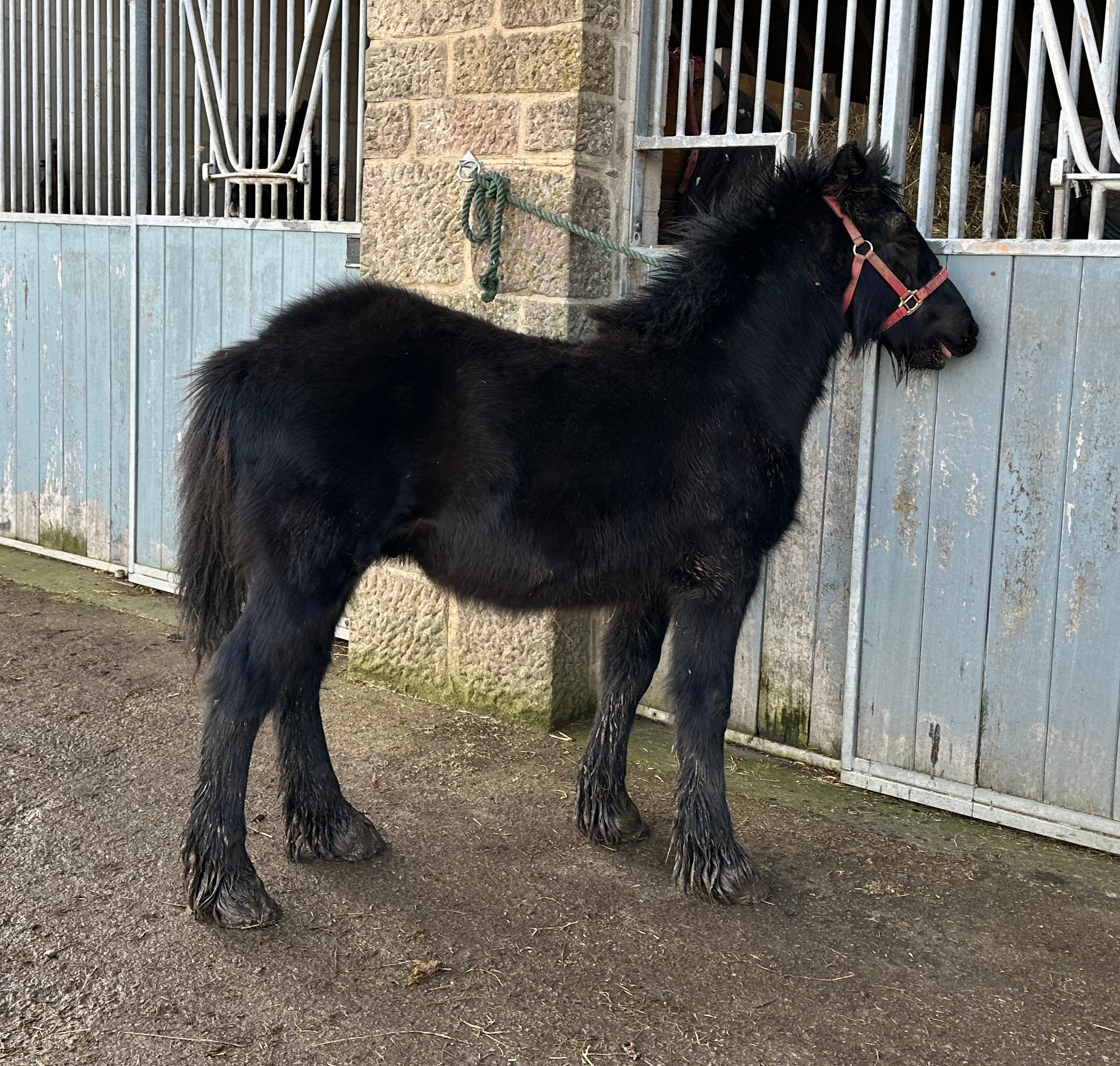 black foal outside a metal walled building
