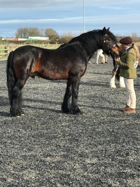 brown pony and handler