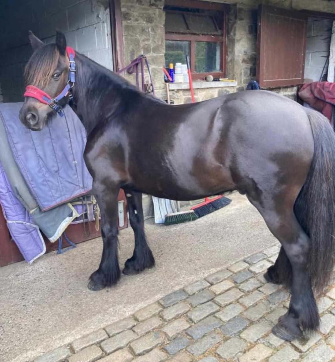 shiny black pony outside a stable