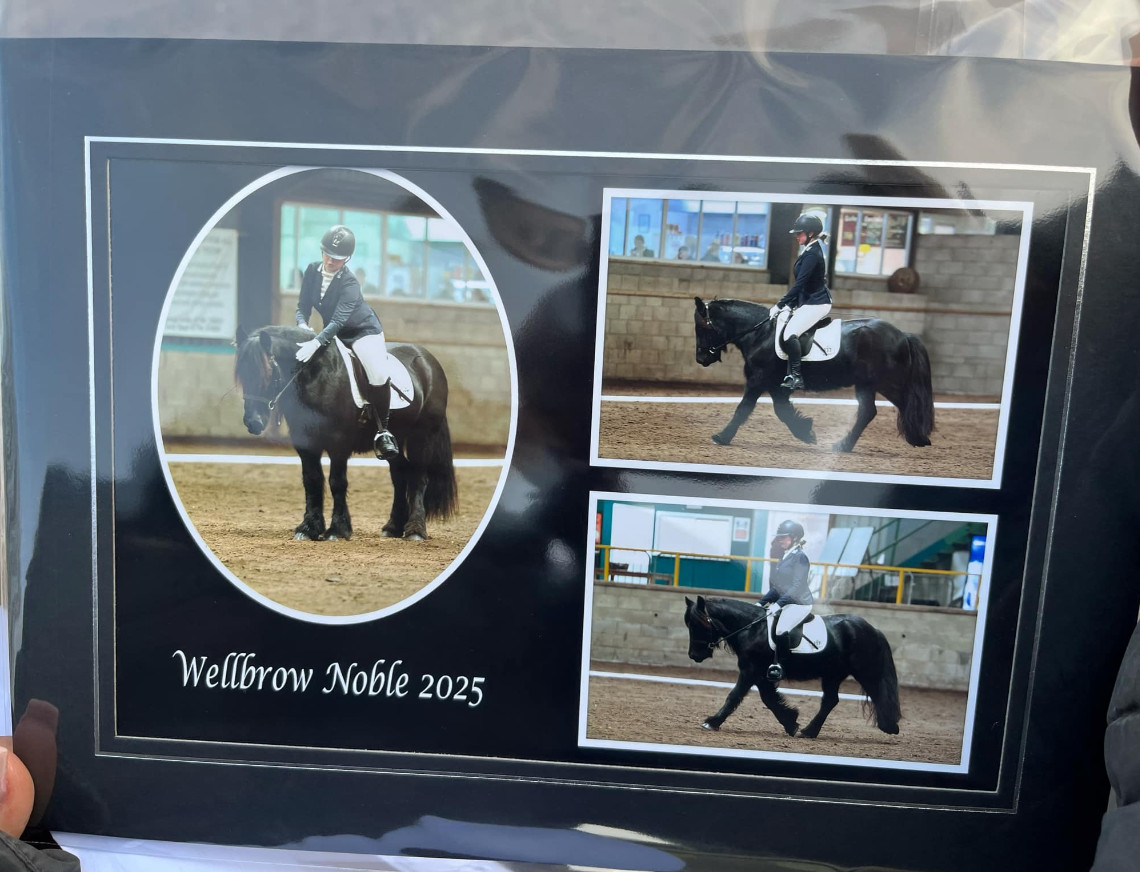 3 photographs of a black pony at shows