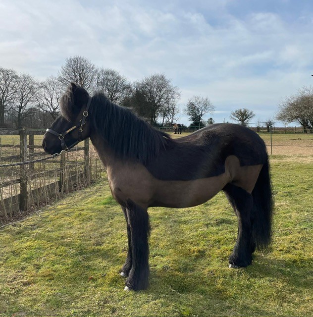 black pony standing facing left