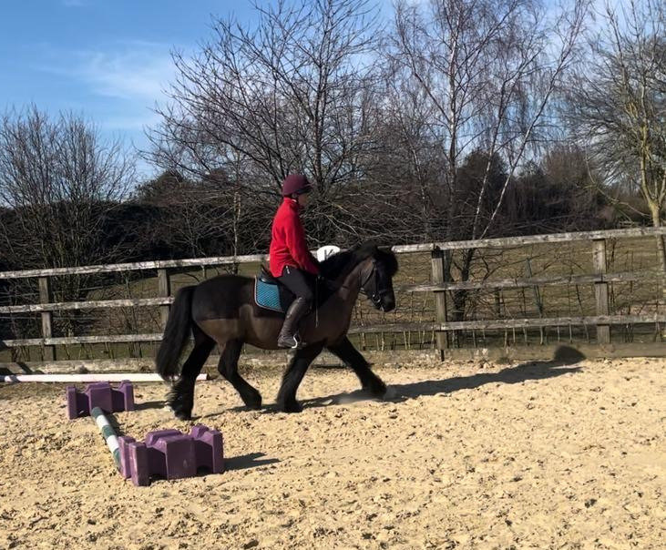 black pony being ridden in an outdoor arena