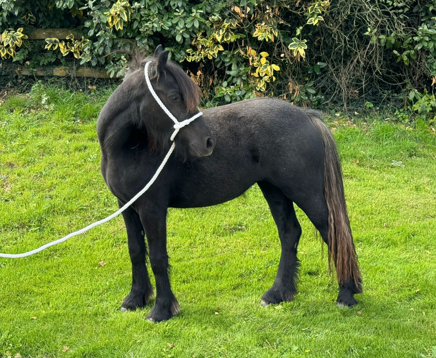 grey pony looking back over its shoulder