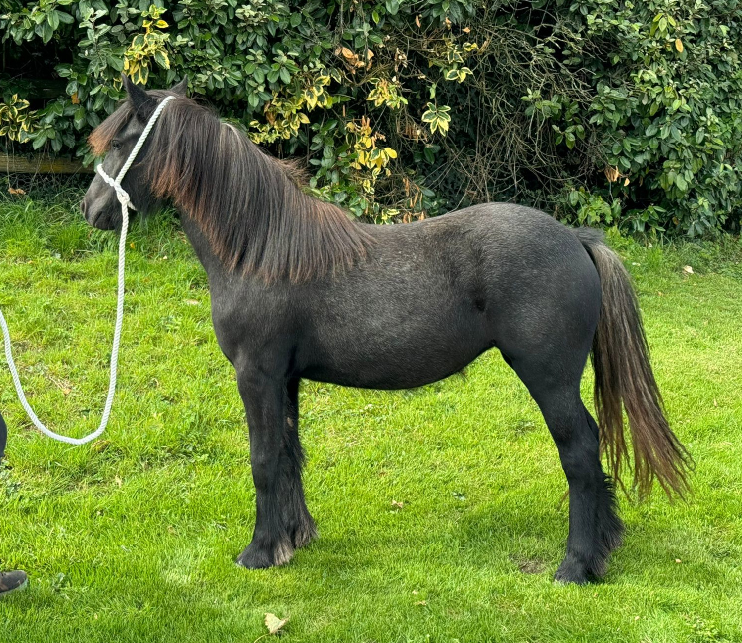 grey pony in a grassy field