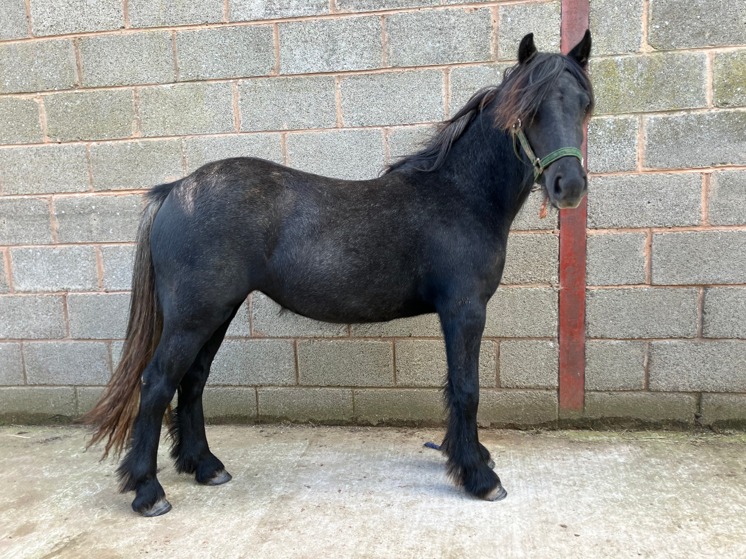 grey pony standing by a block wall