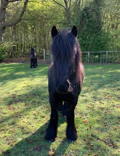 black pony facing the camera
