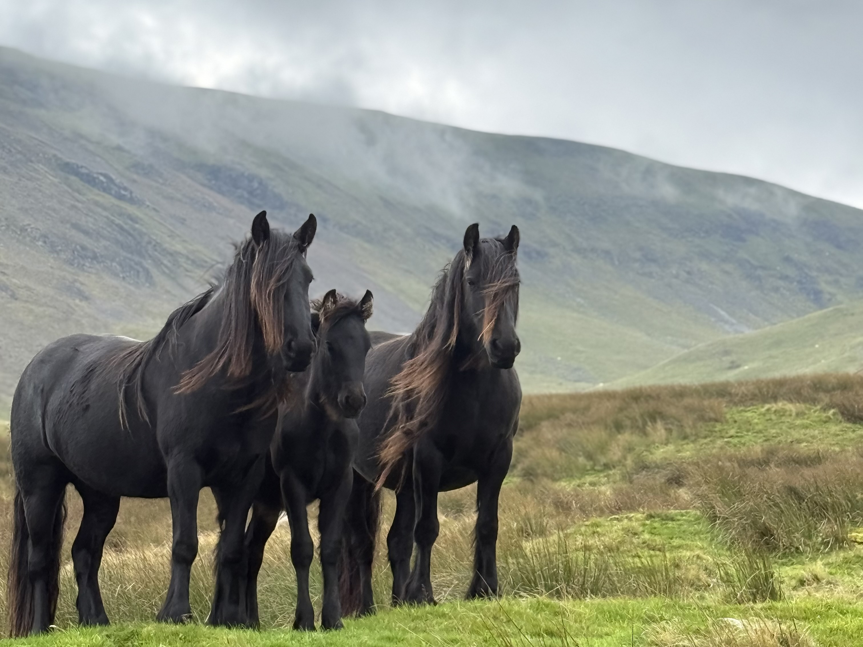 black fell pony colt foal for sale three black ponies with a mountain backdrop