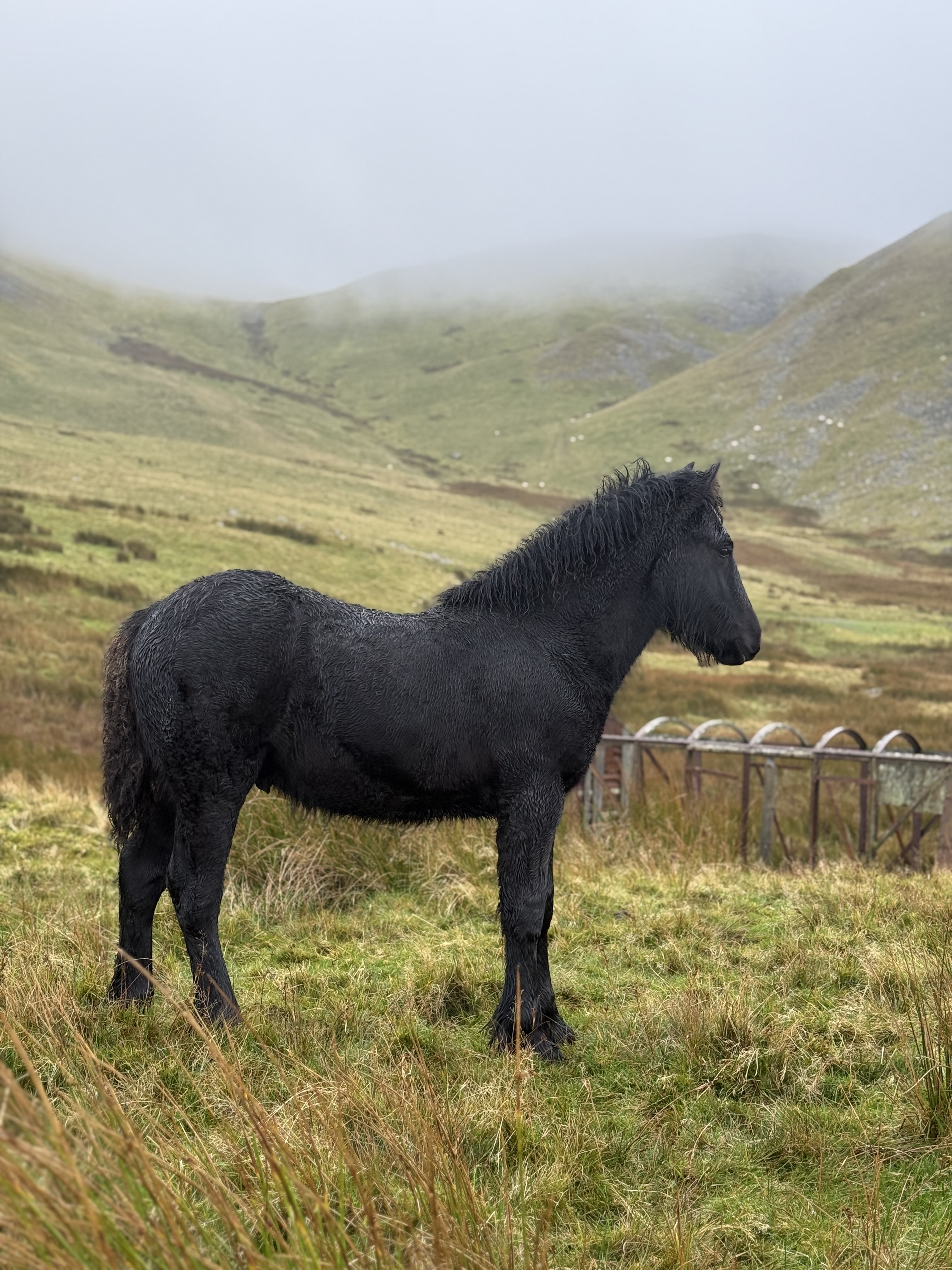 black fell pony foal for sale black foal standing side on facing right, with mountain backdrop