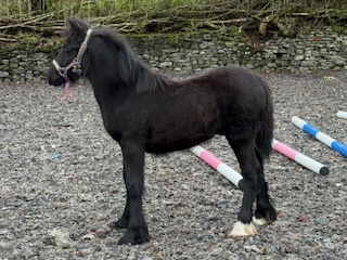 black fell pony colt, side view facing left in an outdoor arena