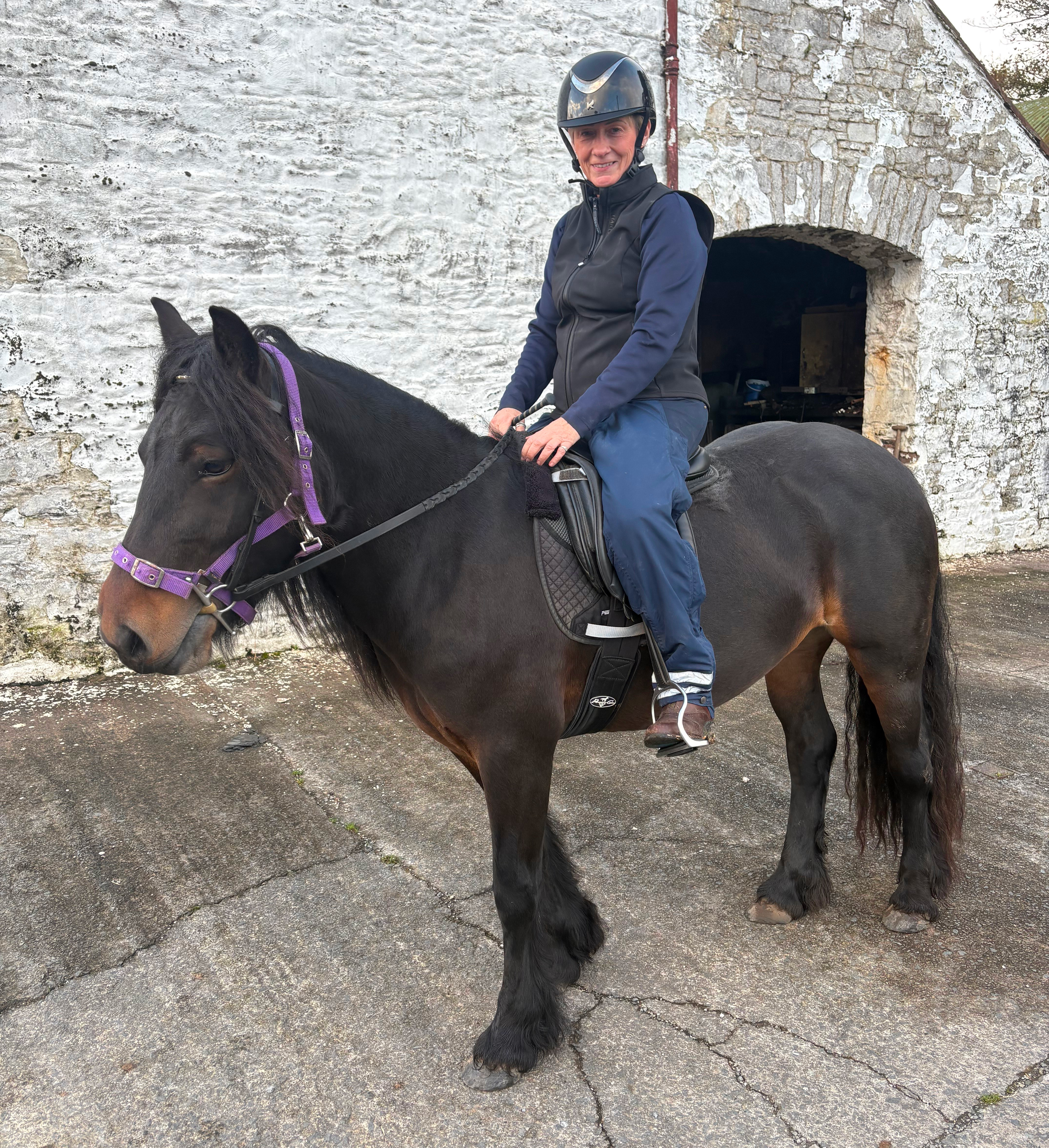 bay Fell pony mare for sale bay pony and rider,