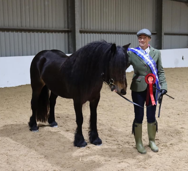 bay fell pony mare for sale bay pony and handler with rosettes and sash, in an indoor school