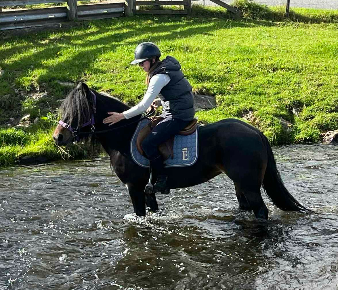 bay fell pony mare for sale bay pony and rider in a stream