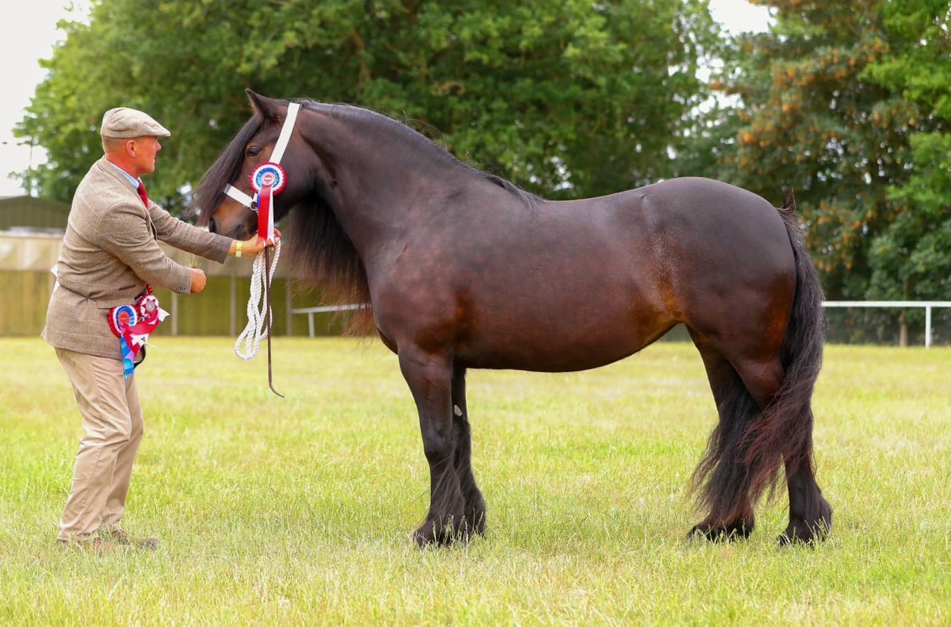 bay fell mare for sale bay pony side view facing left with handler and rosettes
