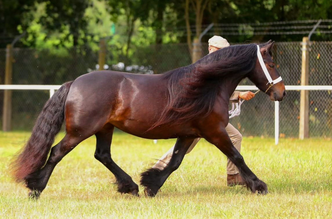 bay fell pony mare for sale bay pony trotting side view facing right
