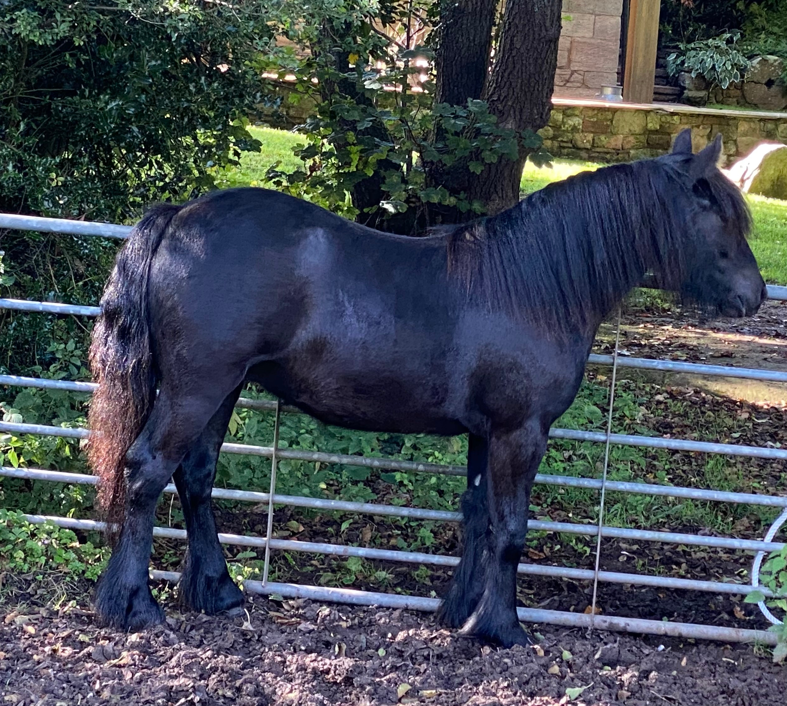 Black pony beside a metal field-gate