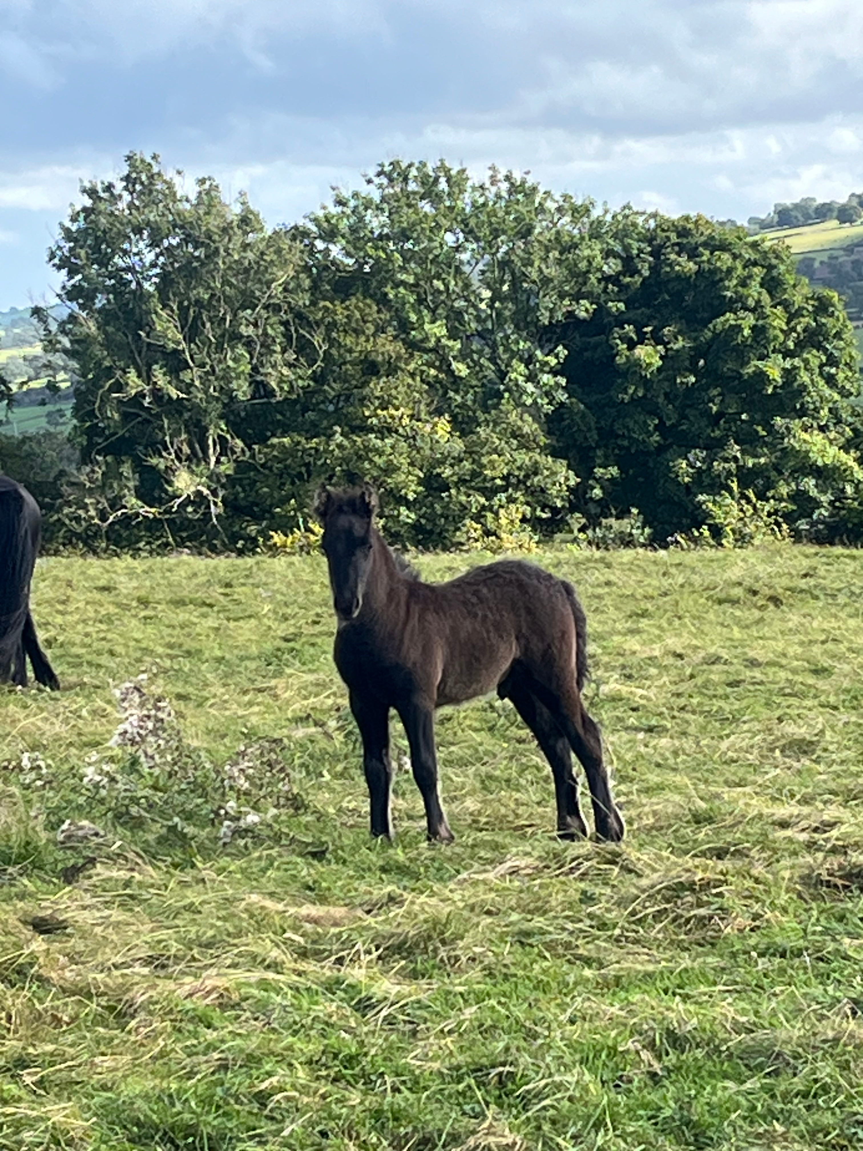 black foal in a field side view
