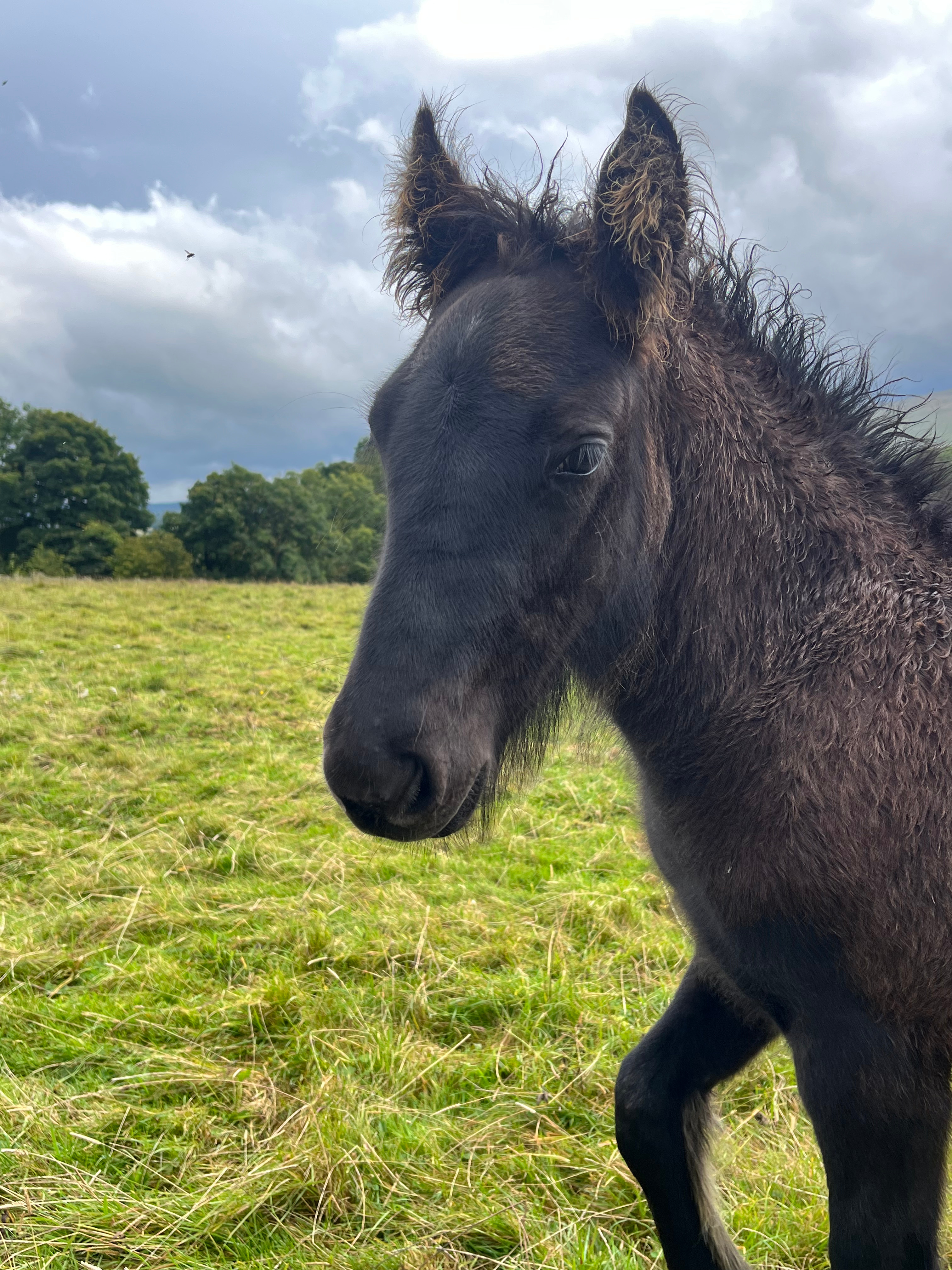 head and shoulders side view of black foal