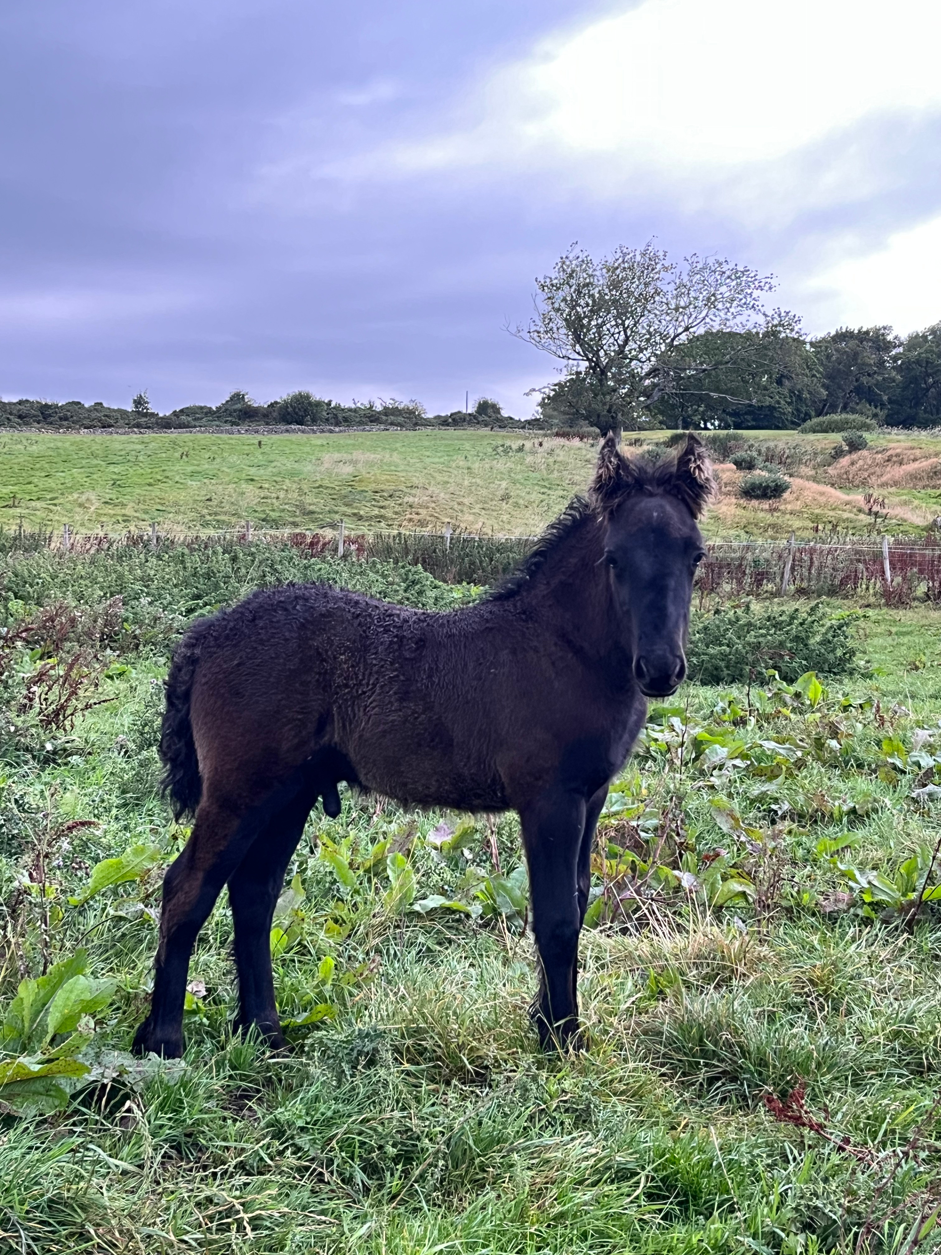 side view of black foal in a field