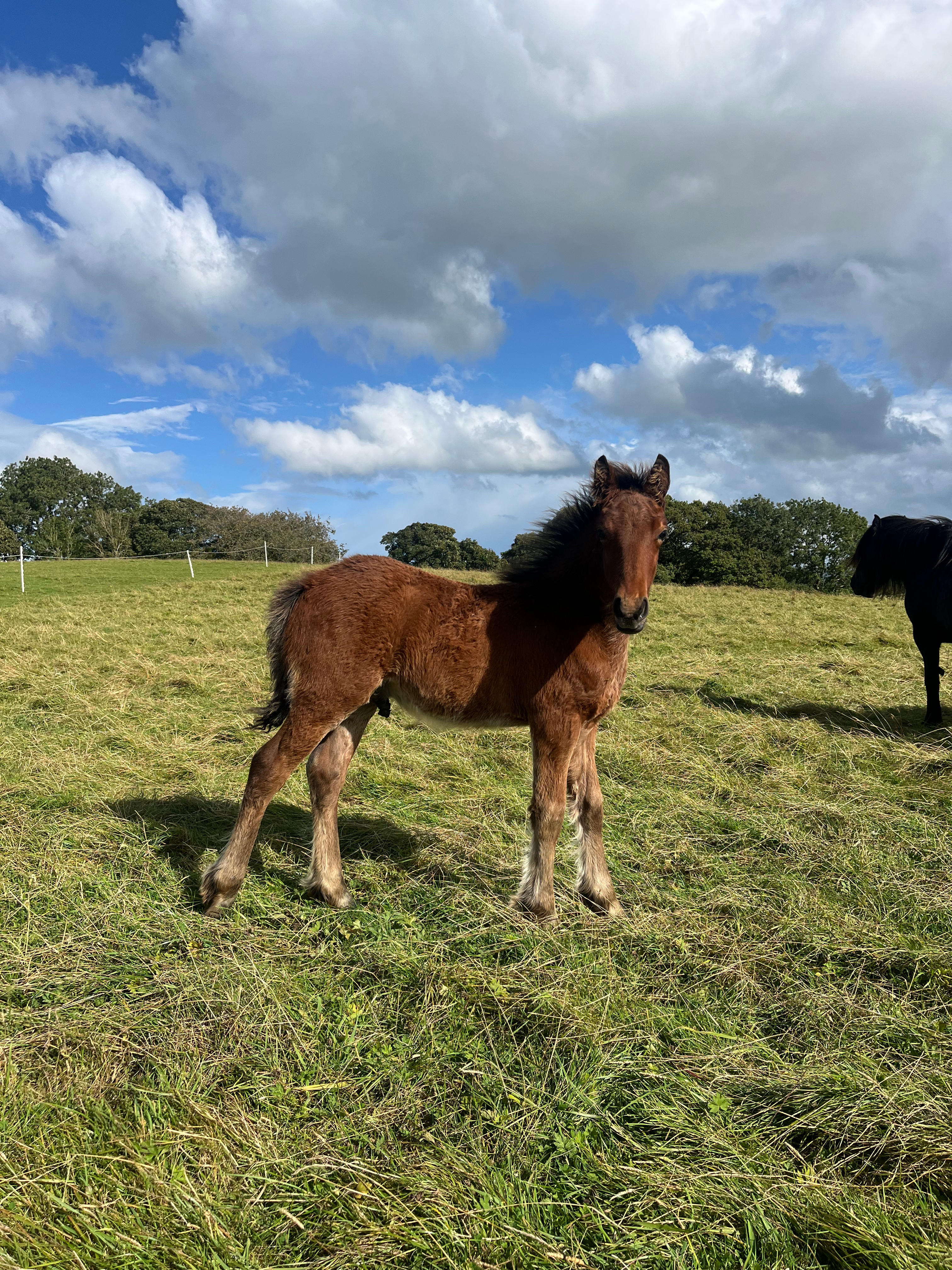 side view of bay foal in a field