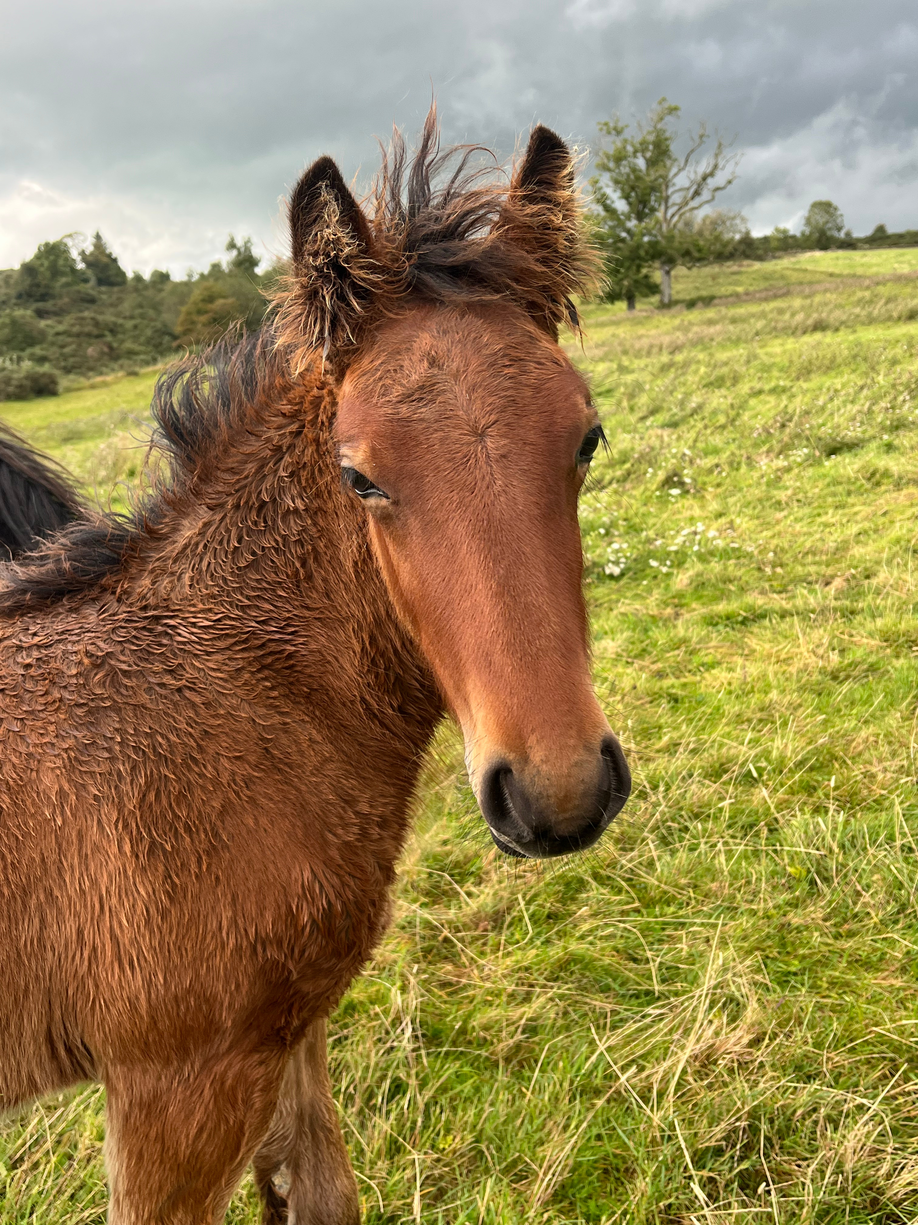 head and shoulders view of bay foal in a field