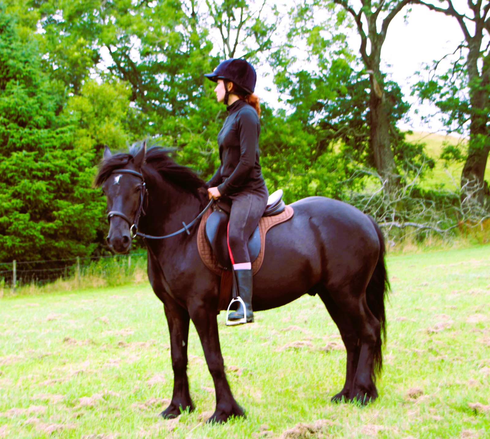 black pony with a rider, facing left