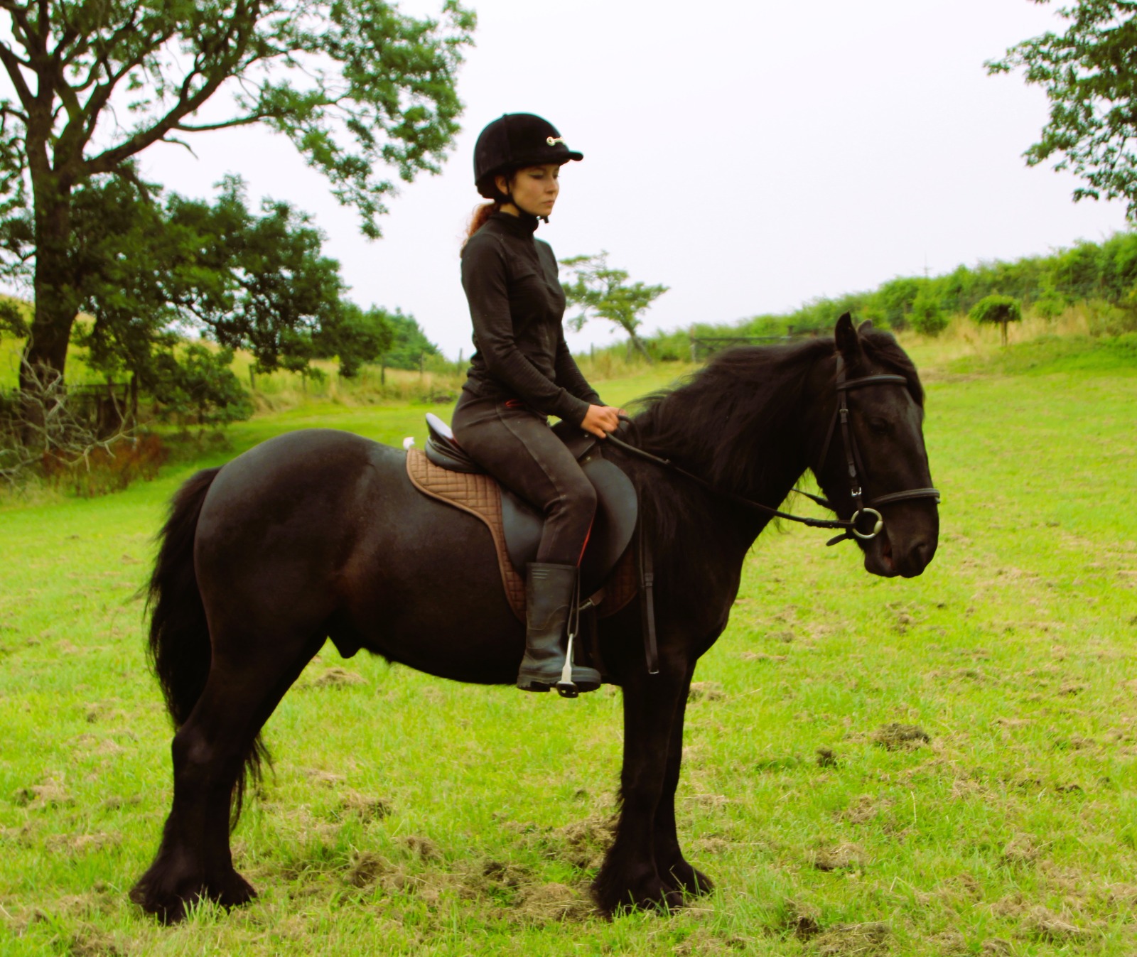 black pony with a rider, side view facing right