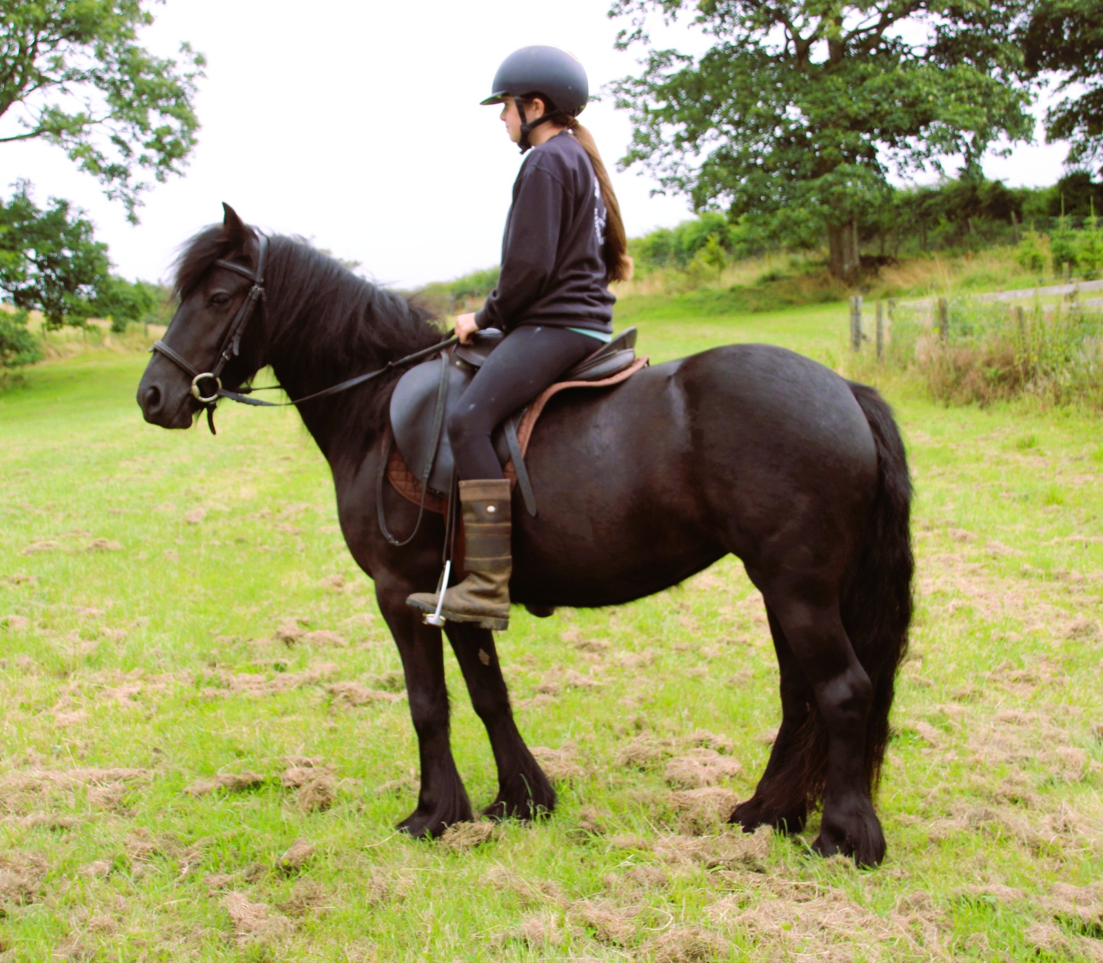 black pony with a rider, facing left
