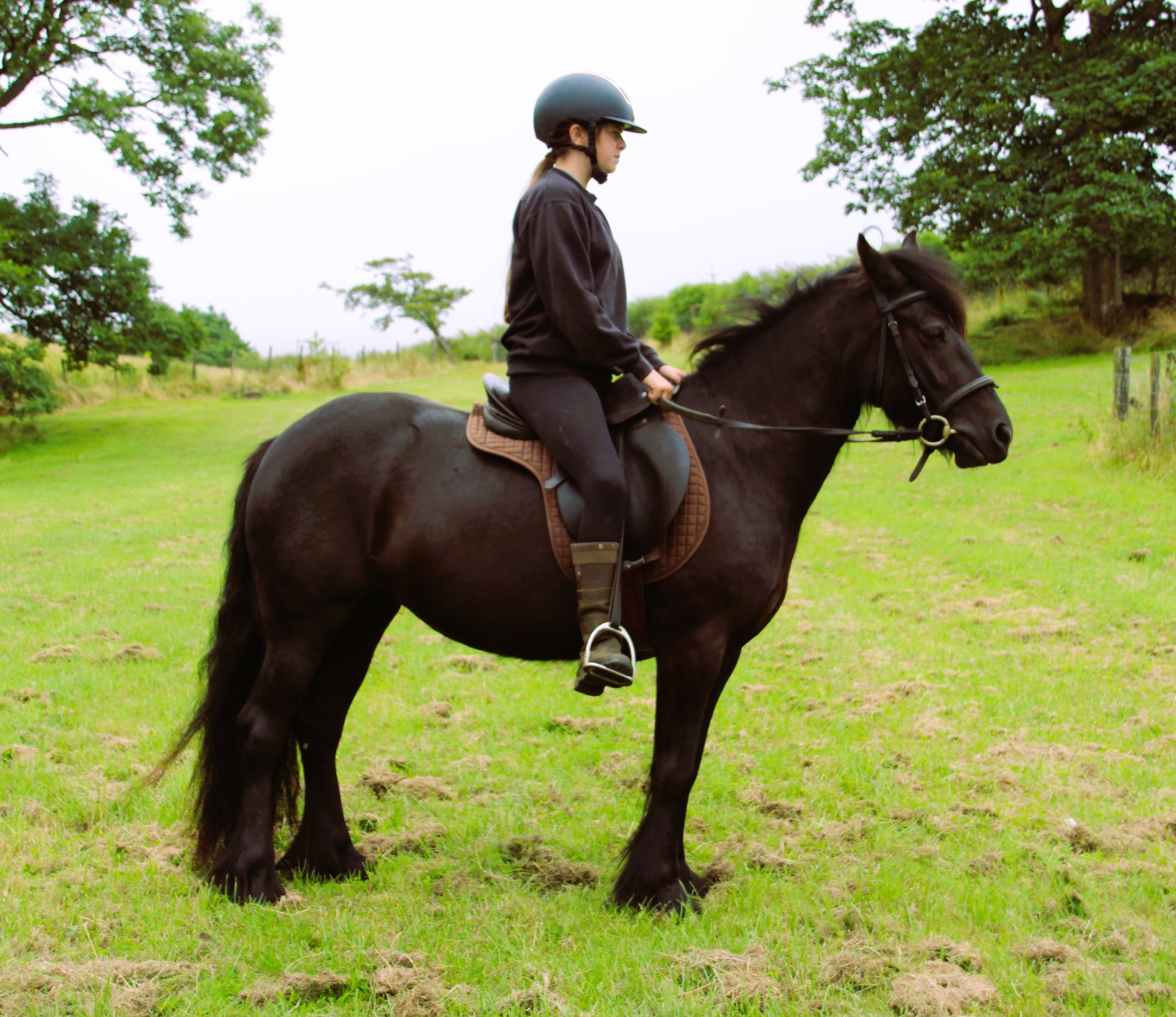black pony with a rider, facing right