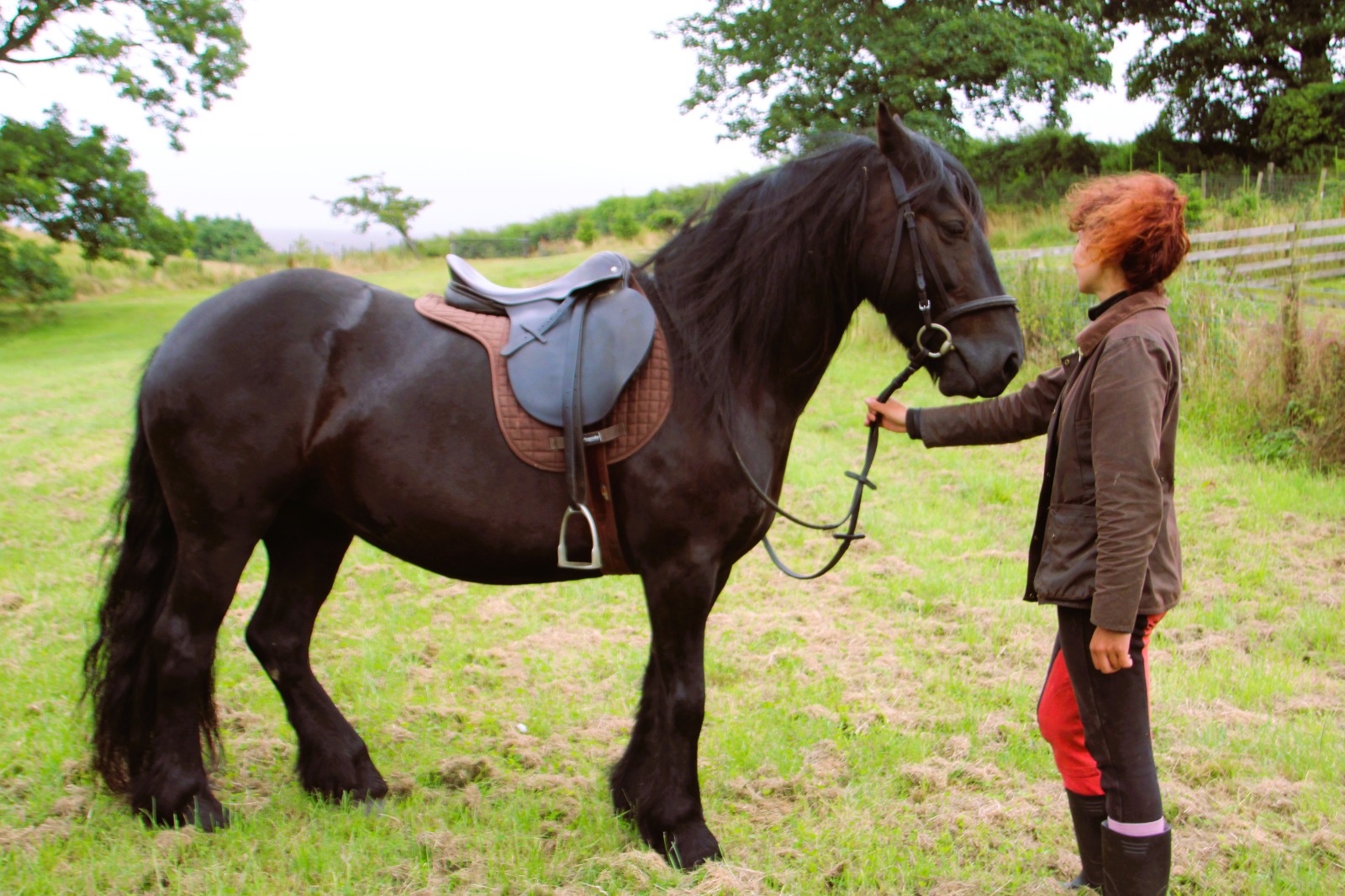 black pony facing right, side view