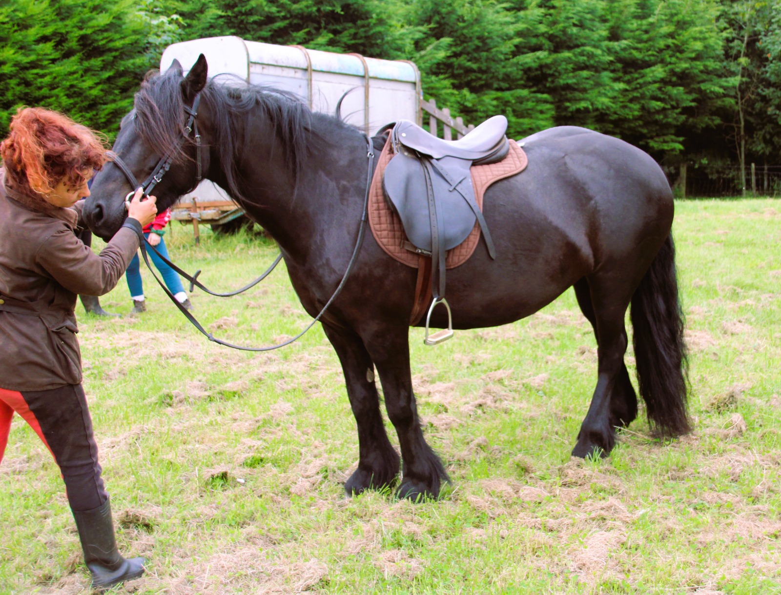 black pony side view facing left