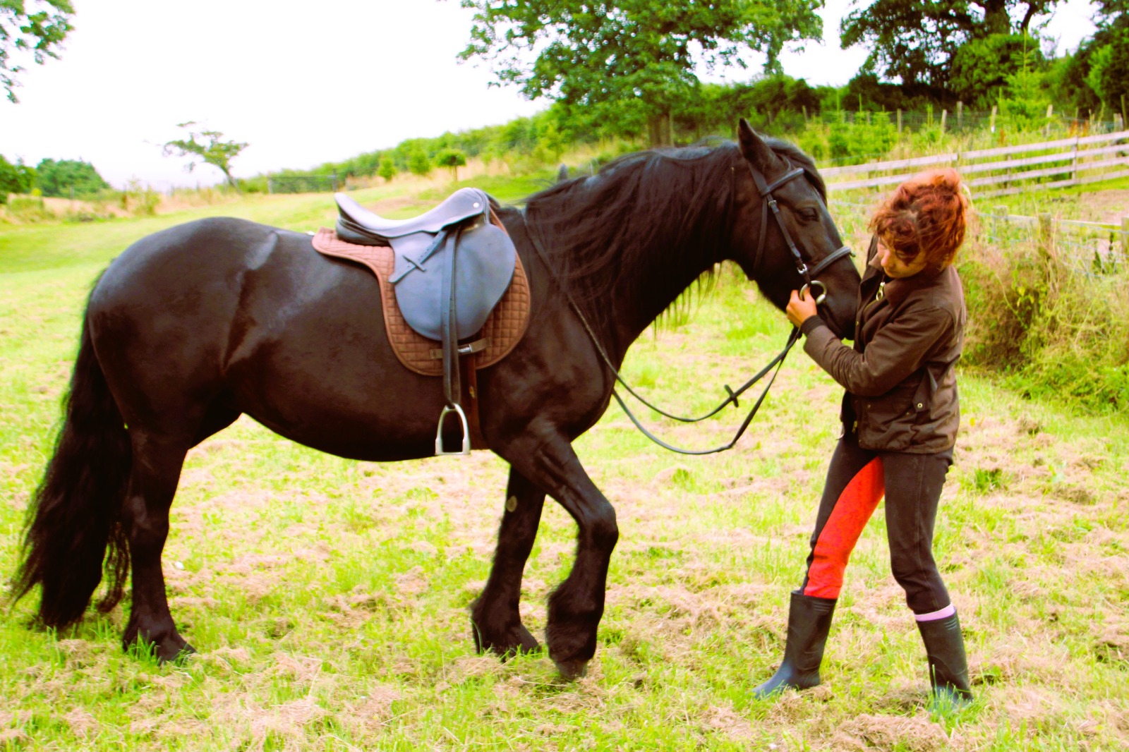 black pony side view facing right