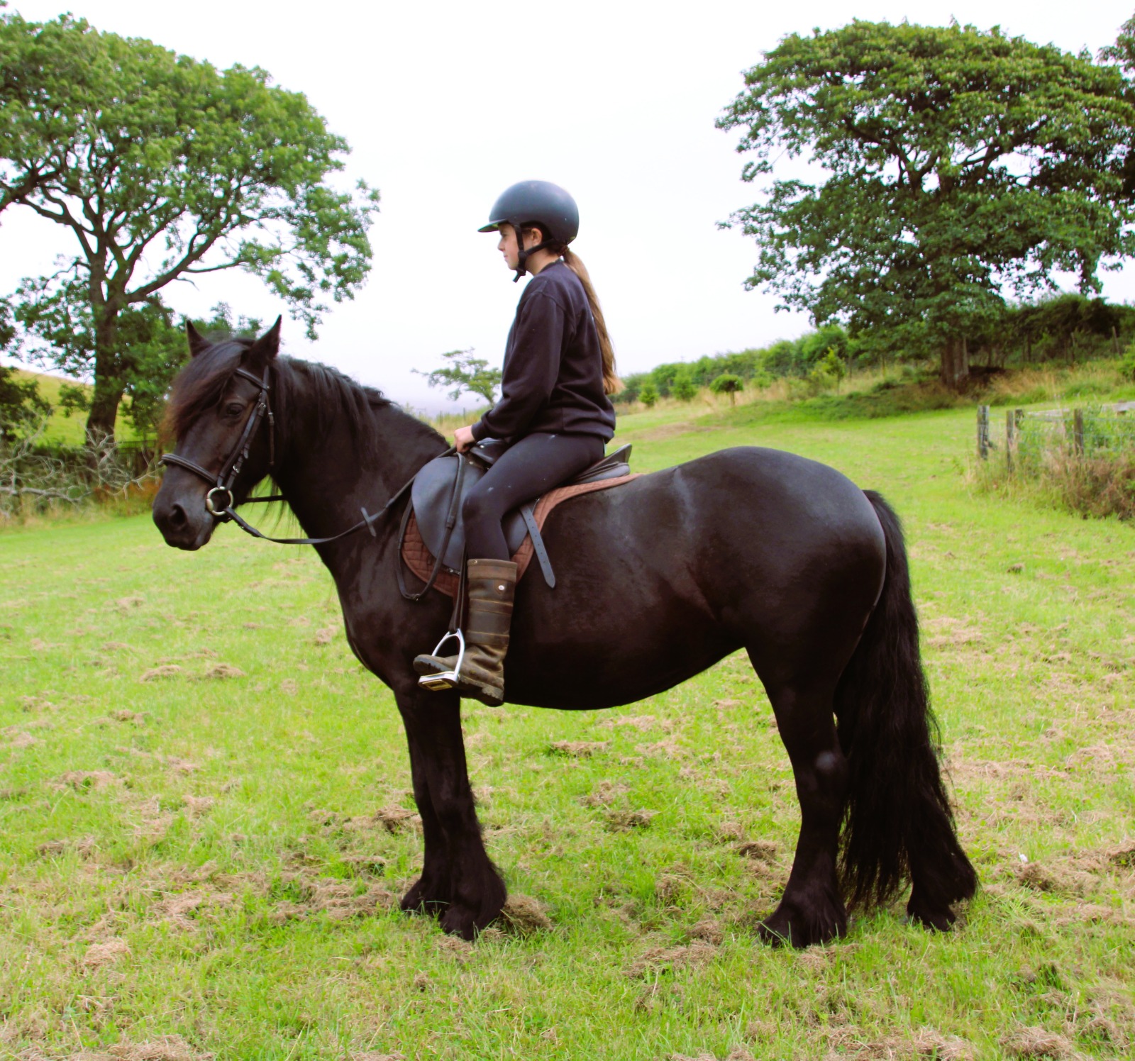 black pony with a rider, facing left