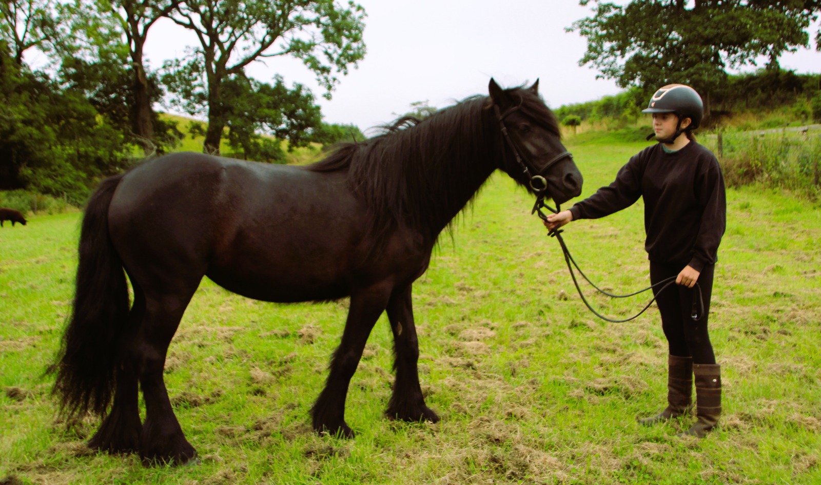 black pony and handler, side view facing right